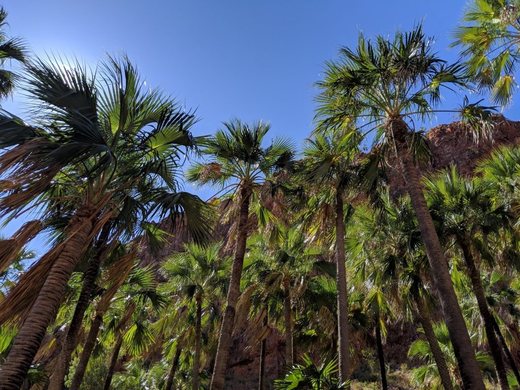 Kimberley_elquestrogorgewalks_palms2_Katriwerner_nocredit | Park Trek