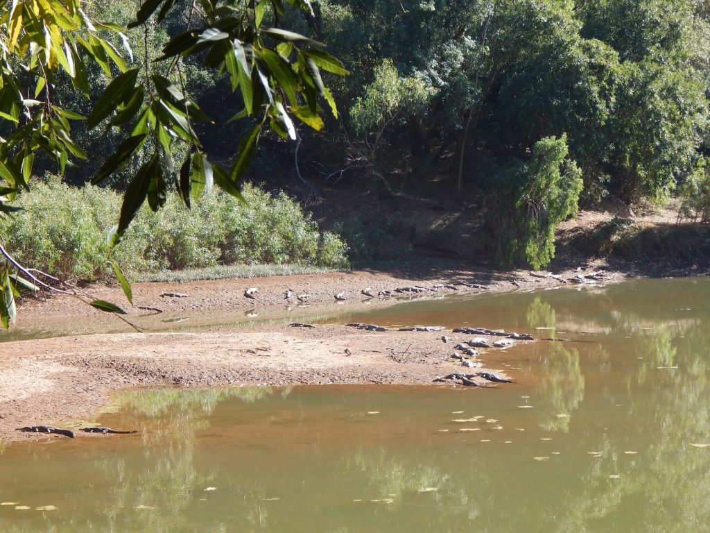 Freshwater_crocodiles_at_windjana_gorge_wiki_MissMegido | Park Trek